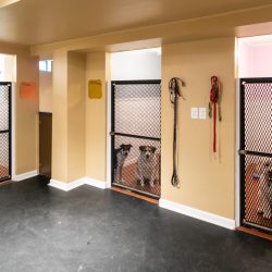 luxury dog boarding rooms